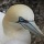 Page:bird images. Photo:Bird 7